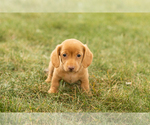 Small #2 Dachshund