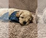 Small Photo #7 Maltipoo Puppy For Sale in PORTERVILLE, CA, USA