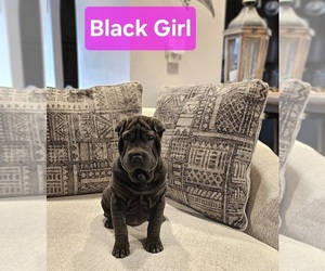 Chinese Shar-Pei Puppy for sale in BLOSSVALE, NY, USA