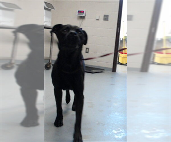 Medium Photo #1 Mutt Puppy For Sale in Fayetteville, NC, USA