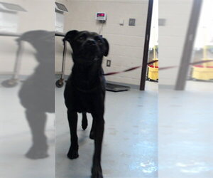 Mutt Dogs for adoption in Fayetteville, NC, USA