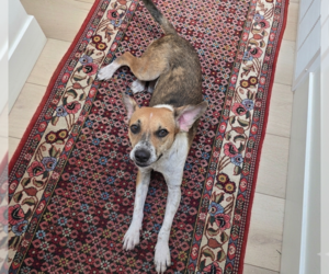 Samie - Male Mutt Dog for Adoption - Photo #18