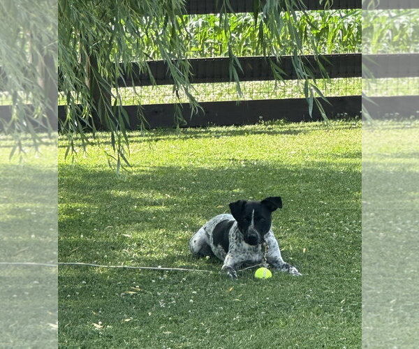 Medium Photo #14 Mutt Puppy For Sale in Garden City, NY, USA