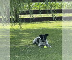 Small #13 Mutt