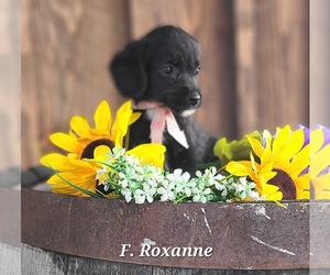 Jack-A-Poo Puppy for sale in NATHALIE, VA, USA