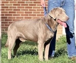 Small #2 Labrador Retriever