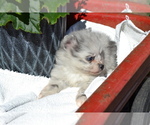 Small #2 Pomeranian