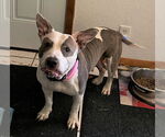 Small #4 American Pit Bull Terrier Mix