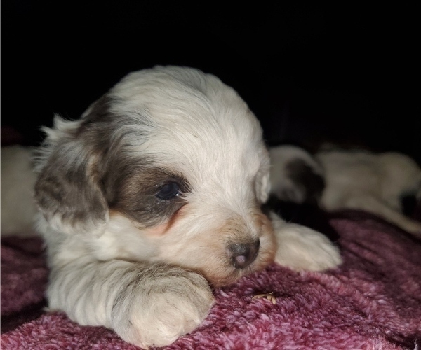 Medium Photo #24 Bernedoodle (Miniature) Puppy For Sale in LEETONIA, OH, USA