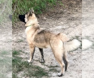 Mother of the Akita puppies born on 09/06/2019