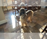 Small Photo #1 Afghan Hound Puppy For Sale in VIDALIA, GA, USA