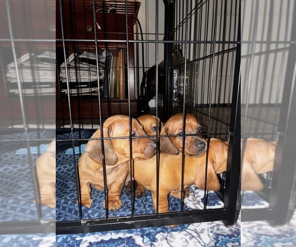 Medium Photo #1 Dachshund Puppy For Sale in SEFFNER, FL, USA