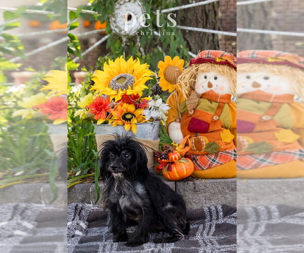 Medium Photo #1 Chihuahua-Unknown Mix Puppy For Sale in Foristell, MO, USA