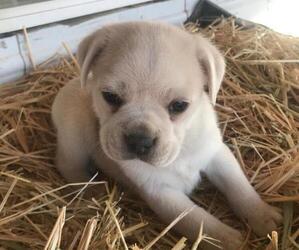 Jug Puppy for sale in GRAND JUNCTION, CO, USA