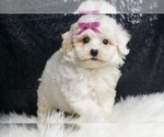 Puppy Circe F1 Maltipoo