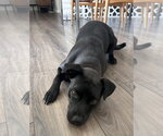 Small Photo #11 Labrador Retriever-Unknown Mix Puppy For Sale in Dana Point, CA, USA