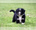 Small Photo #14 Australian Shepherd Puppy For Sale in NEWTON FALLS, OH, USA