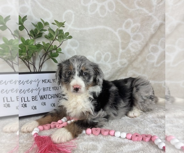 Medium Photo #6 Bernedoodle (Miniature) Puppy For Sale in INDIANAPOLIS, IN, USA