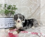 Small #5 Bernedoodle (Miniature)