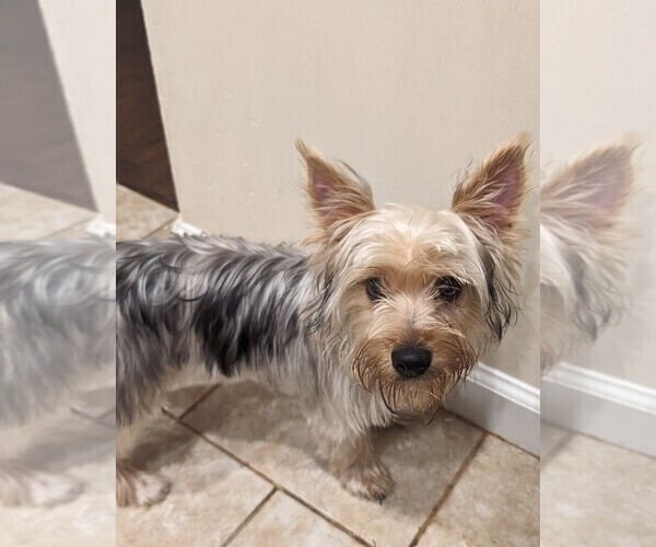 Medium Photo #1 Morkie Puppy For Sale in VIRGINIA BEACH, VA, USA