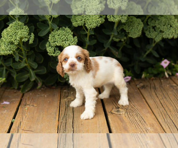 Medium Photo #4 Cocker Spaniel Puppy For Sale in NAPPANEE, IN, USA