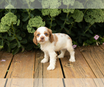 Small #3 Cocker Spaniel