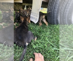 Dutch Shepherd Dog-German Shepherd Dog Mix Puppy for sale in WAYLAND, IA, USA