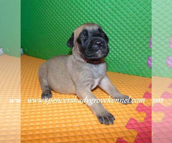 Medium Photo #12 Mastiff Puppy For Sale in CABOOL, MO, USA