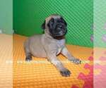 Small #11 Mastiff