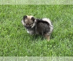 Small Photo #2 Pomeranian Puppy For Sale in BEECH GROVE, IN, USA