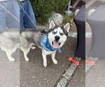 Small #2 Siberian Husky