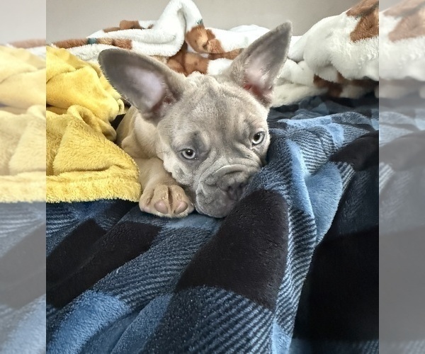 Medium Photo #5 French Bulldog Puppy For Sale in RIVERSIDE, NJ, USA
