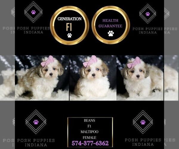 Medium Photo #36 Maltipoo Puppy For Sale in WARSAW, IN, USA