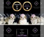 Small Photo #36 Maltipoo Puppy For Sale in WARSAW, IN, USA