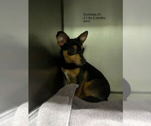 Chipin Dogs for adoption in Studio City, CA, USA