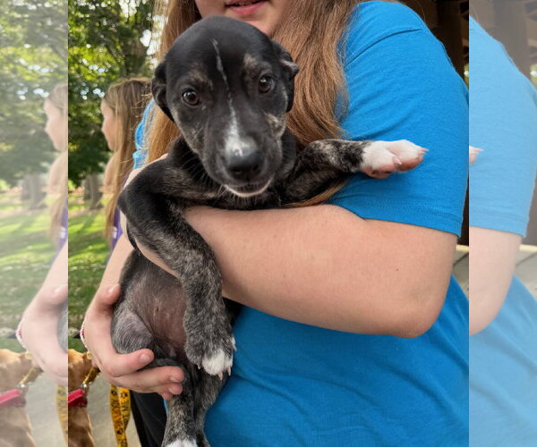 Medium Photo #12 Borador Puppy For Sale in Gilberts, IL, USA
