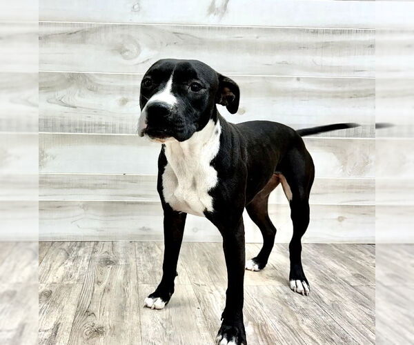 Medium Photo #12 Mutt Puppy For Sale in Murfreesboro, NC, USA