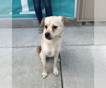 Small #1 Chihuahua