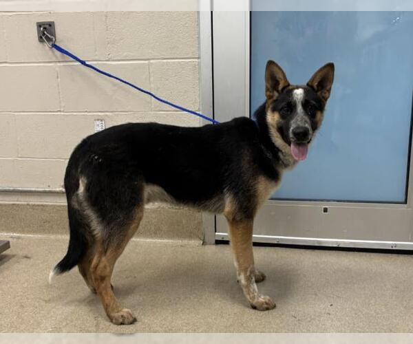 Medium Photo #1 German Shepherd Dog-Unknown Mix Puppy For Sale in Grand Prairie, TX, USA