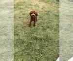 Small #7 Poodle (Toy)