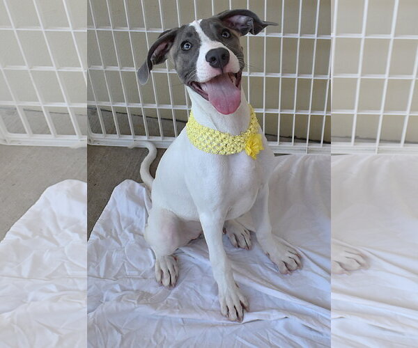 Medium Photo #2 American Pit Bull Terrier-Unknown Mix Puppy For Sale in McKinney, TX, USA