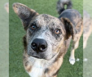 Mutt Dogs for adoption in Canton, CT, USA