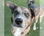 Shadow - Male Mutt Dog for Adoption - Small photo