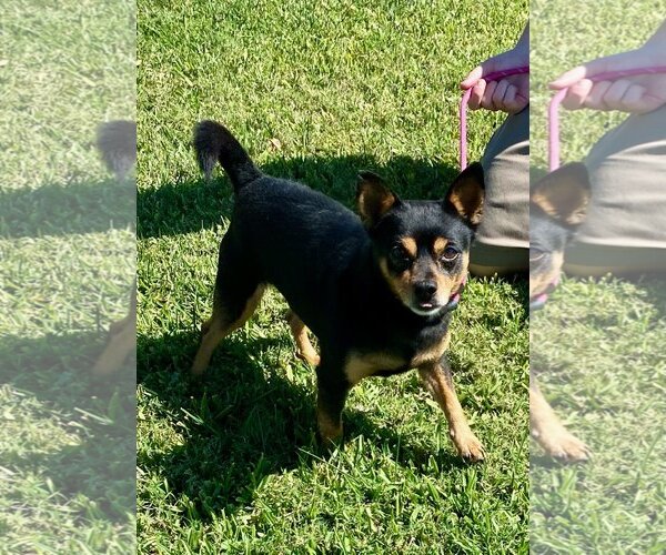 Medium Photo #2 Chipin Puppy For Sale in Newport Beach, CA, USA