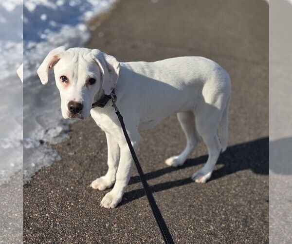 Medium Photo #11 Boxer-Unknown Mix Puppy For Sale in Brooklyn Center, MN, USA