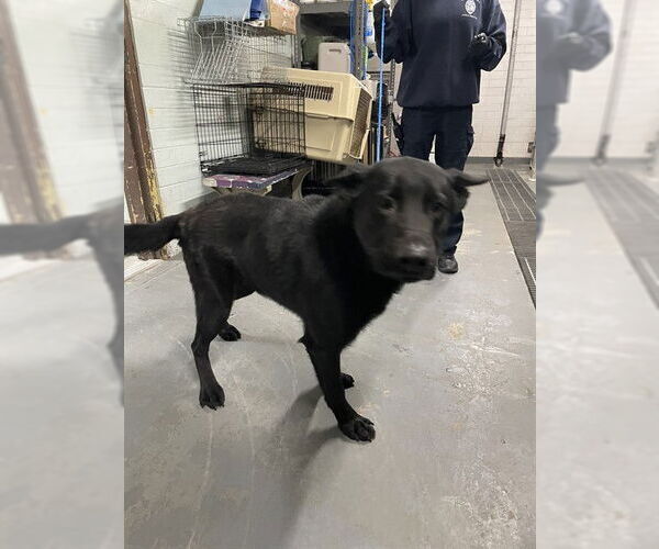 Medium Photo #1 German Shepherd Dog Puppy For Sale in Stockton, CA, USA