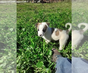 Boxer-Great Pyrenees Mix Puppy for sale in SHERIDAN, MI, USA