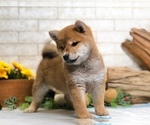 Small Photo #11 Shiba Inu Puppy For Sale in NEWARK, DE, USA