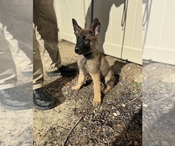 Medium Photo #9 German Malinois Puppy For Sale in FREDERICKSBURG, VA, USA