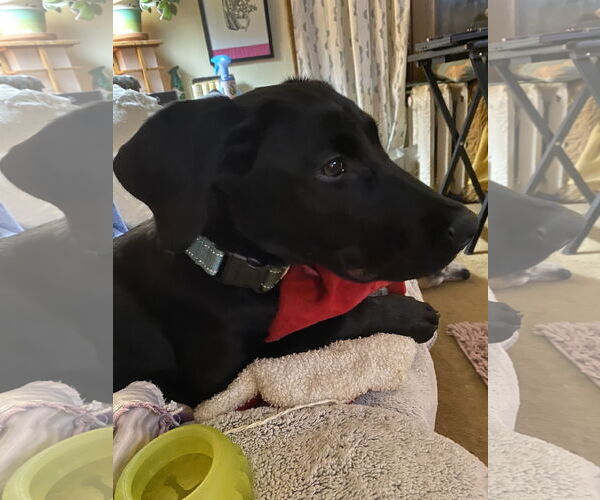 Medium Photo #2 Labrador Retriever-Unknown Mix Puppy For Sale in Farmington, MN, USA